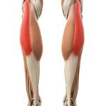 Muskeln und Faszien der Achillessehne