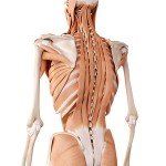 tiefe Rückenmuskulatur und tiefe Lumbalfaszie