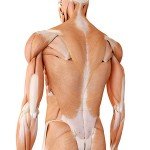 Muskulatur und oberflächliche Rückenfaszie